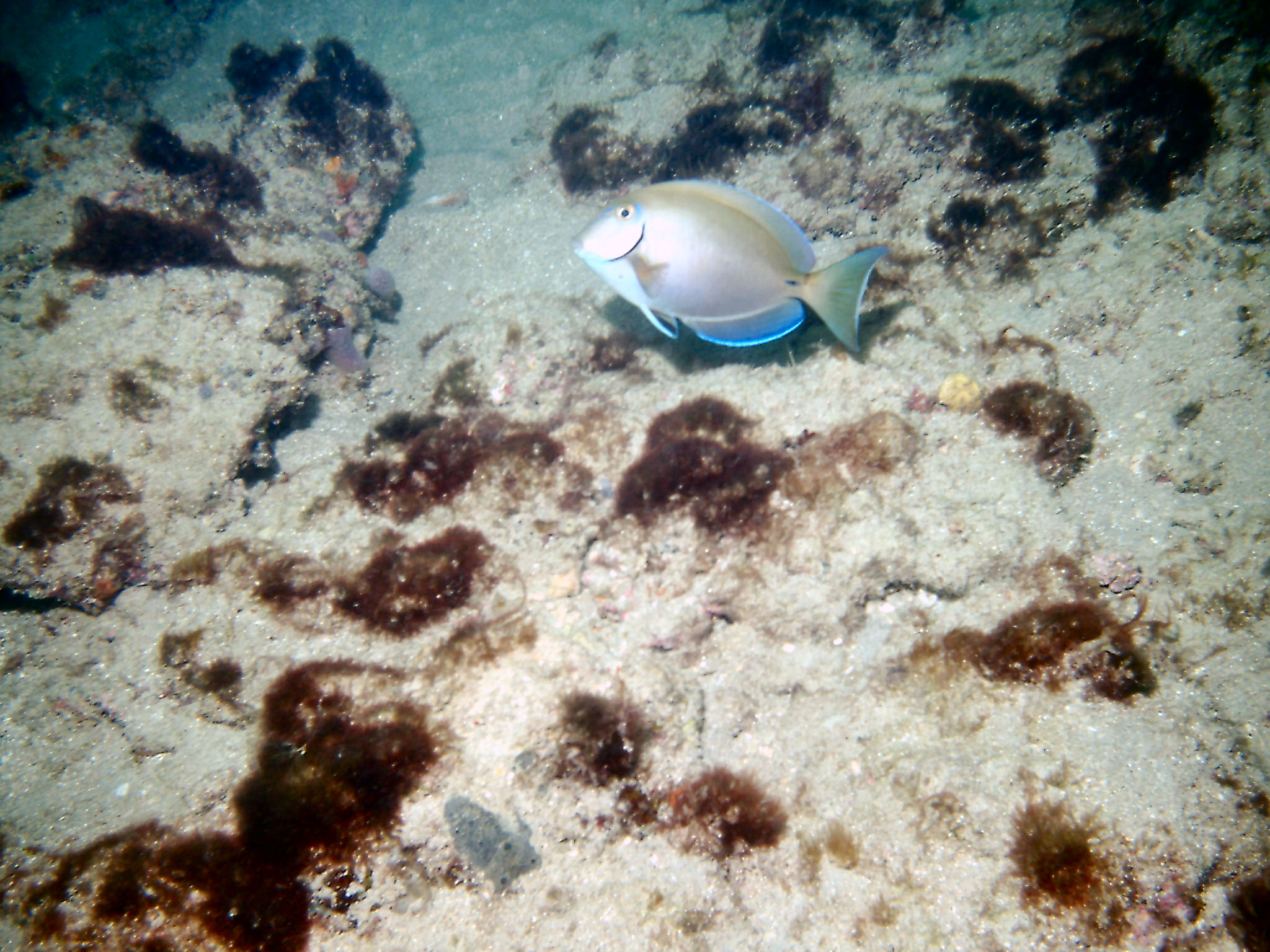 Ocean Surgeonfish on First Reef