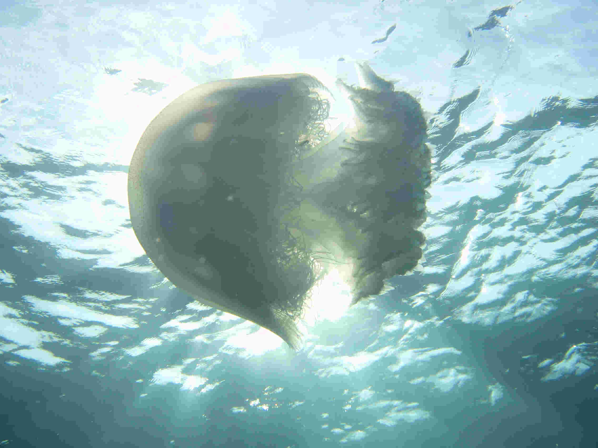 Oceanic Jellyfish