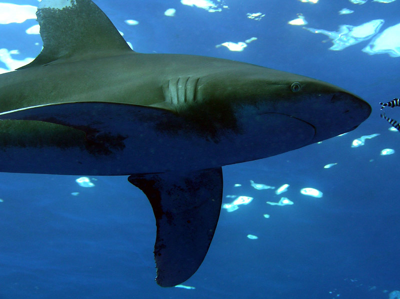 Oceanic Whitetip