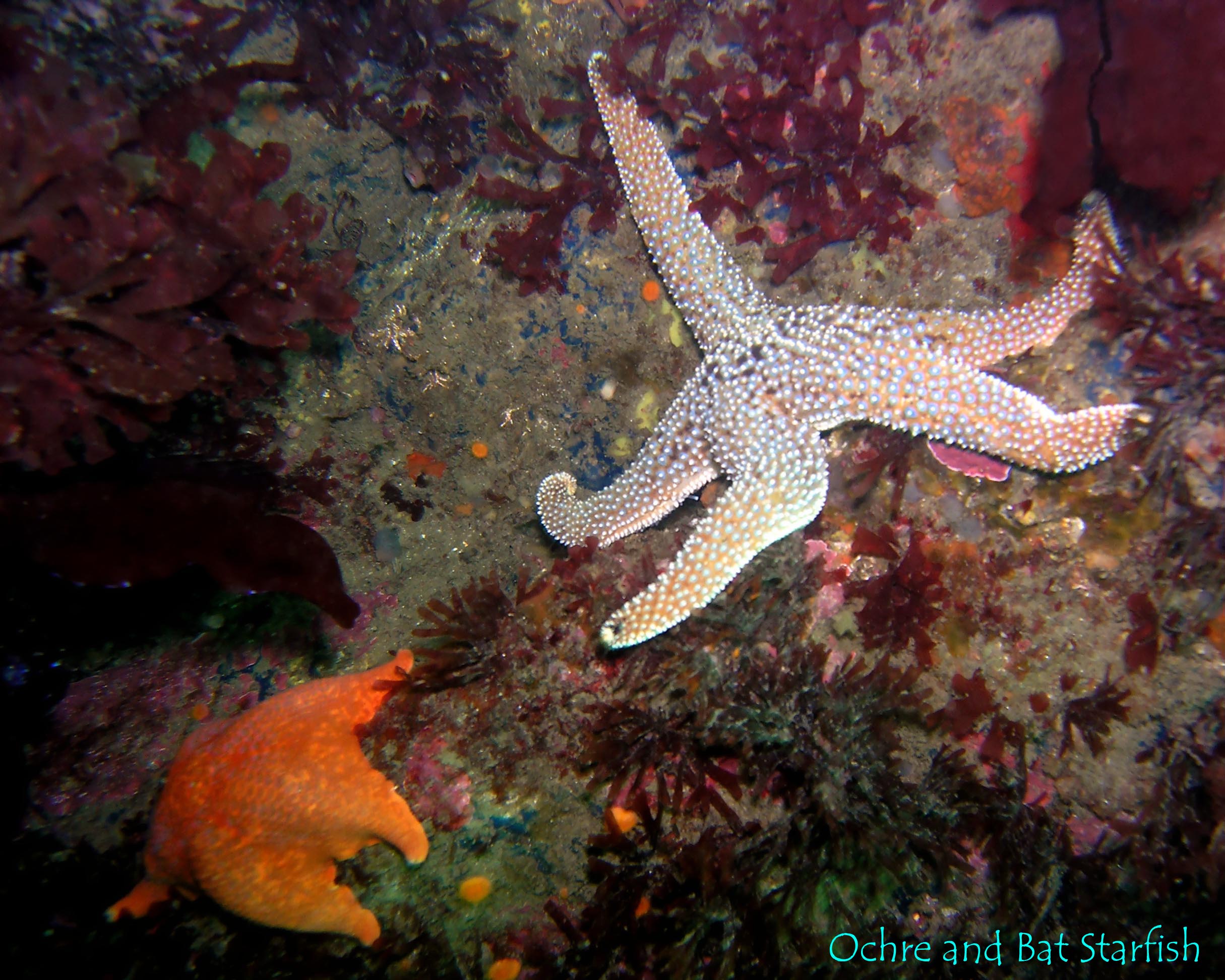 Ochre and Bat Starfish