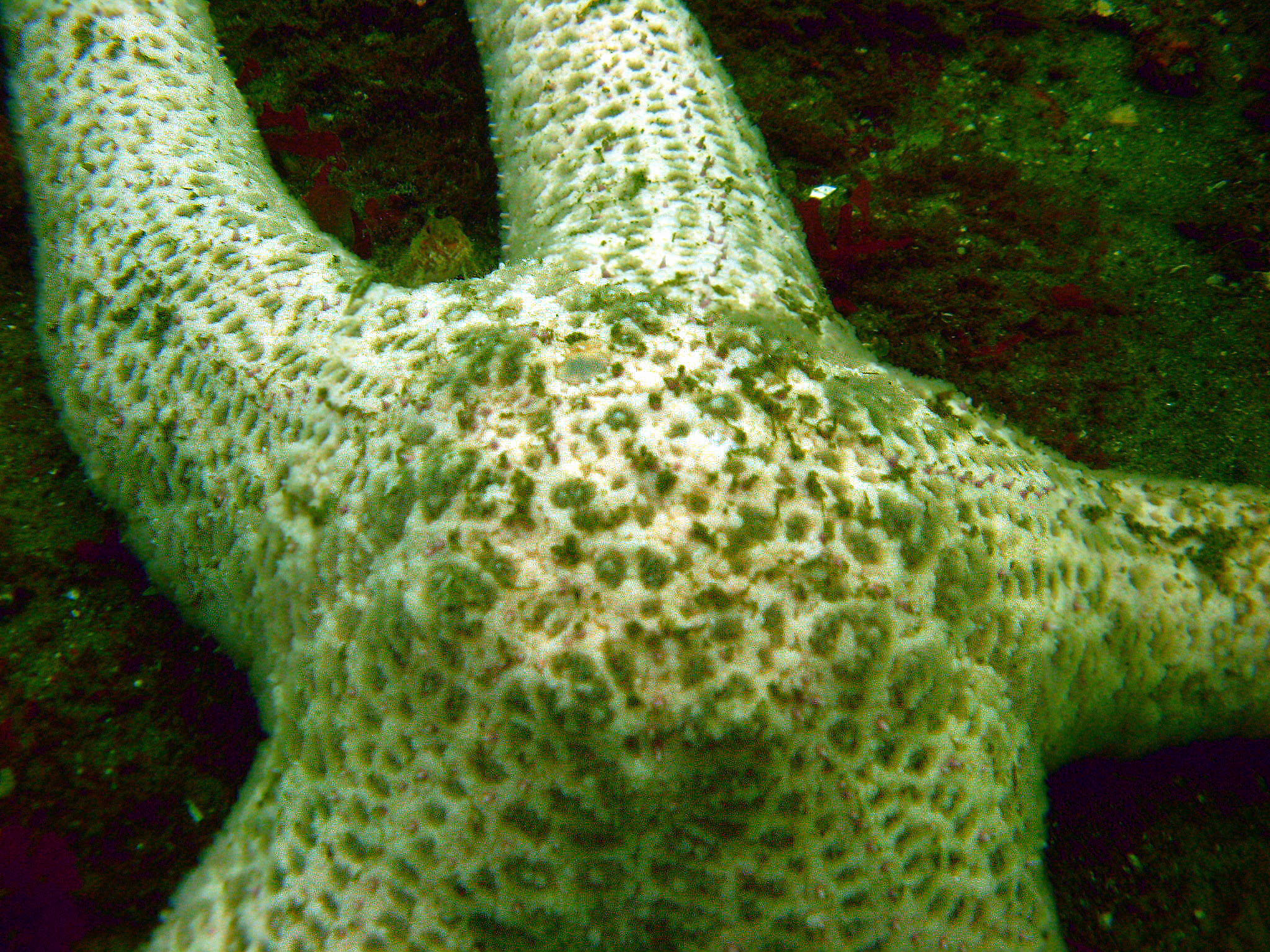 Ochre Sea Star (?)