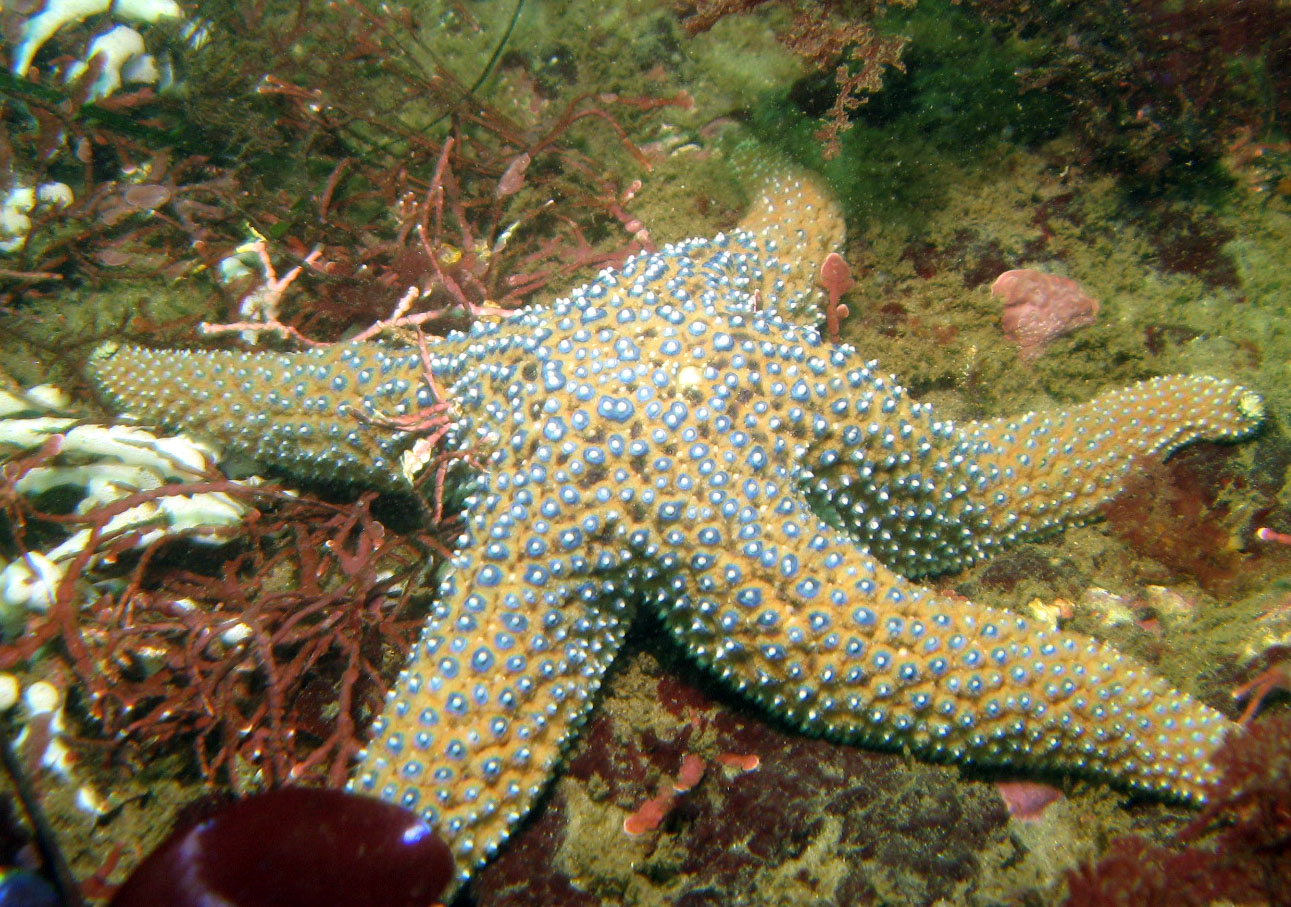 Ochre Sea Star