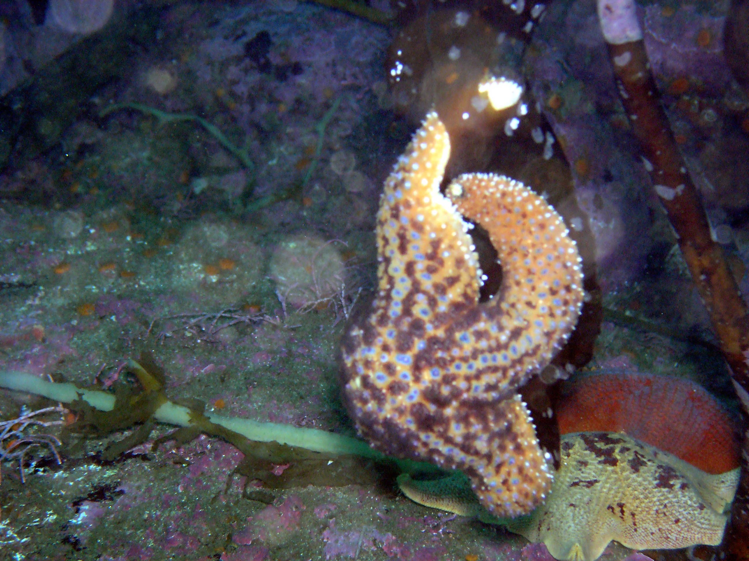 Ochre Starfish