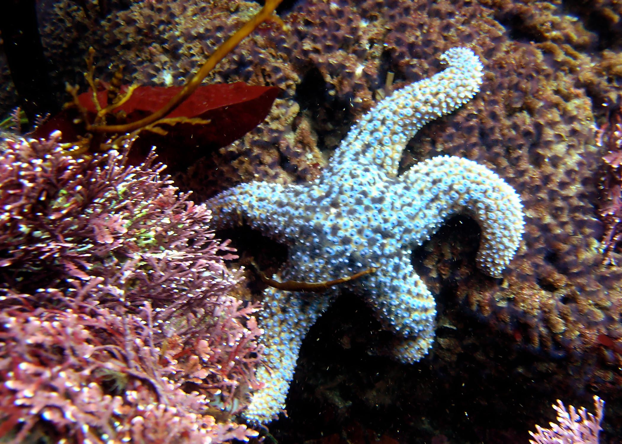 Ochre Starfish