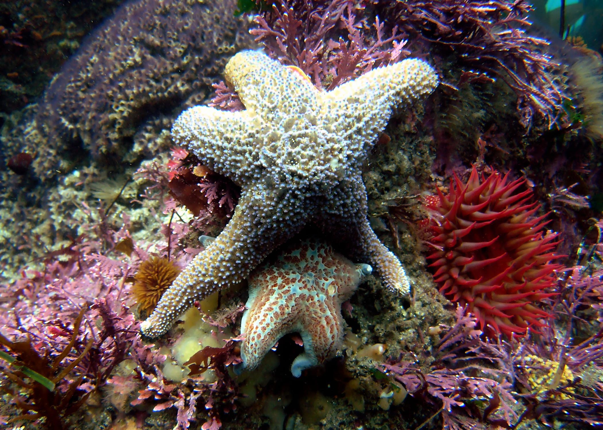 Ochre Starfish