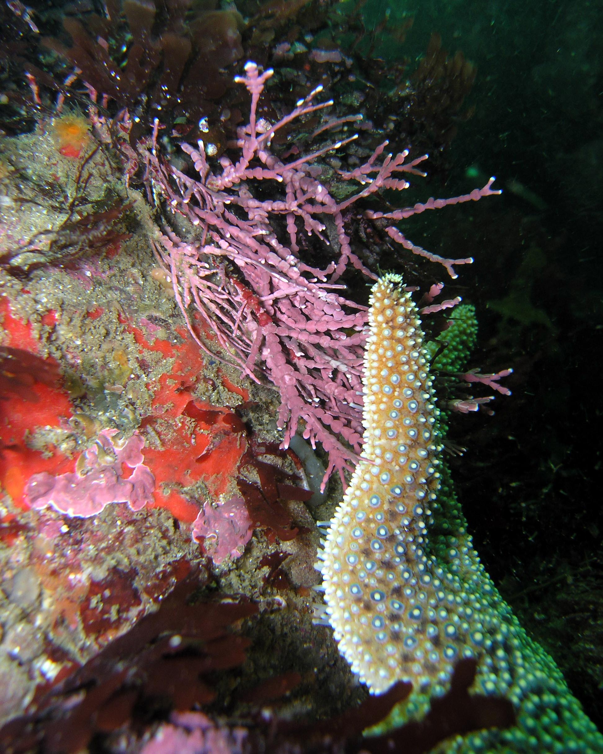 Ochre Starfish