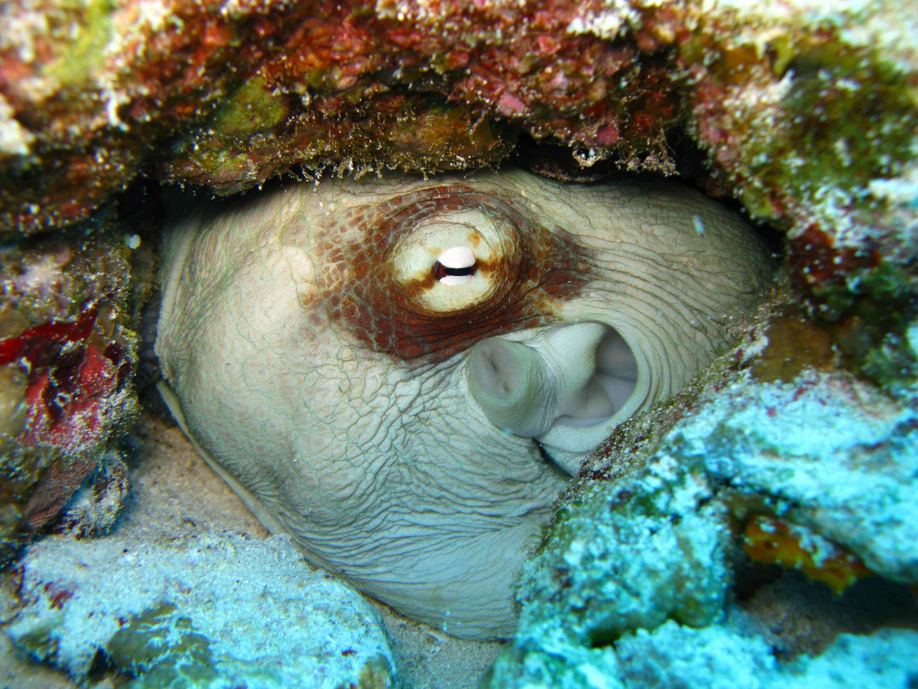 Ocotopus