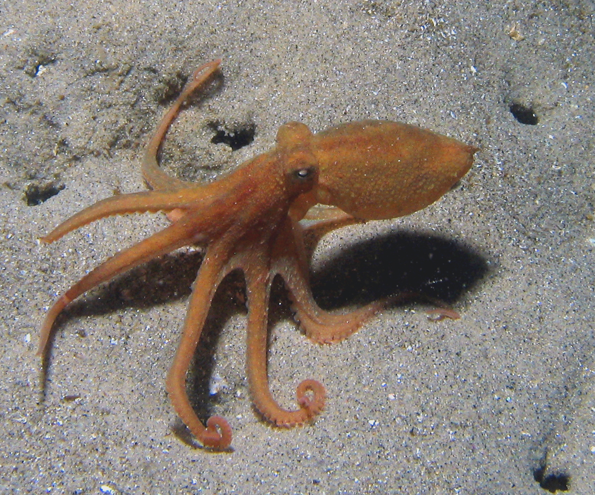 octo, monterey ca