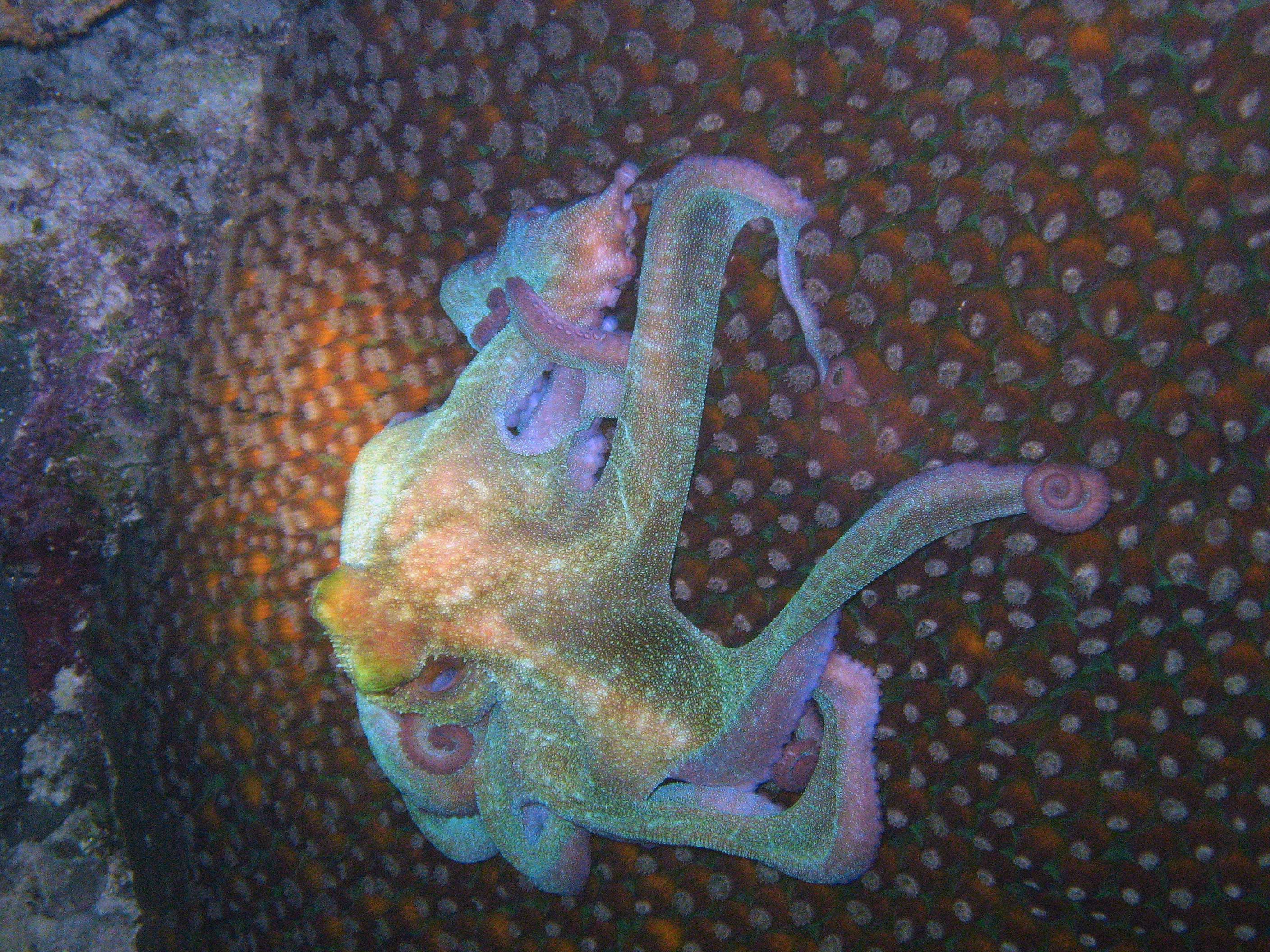 Octo-on-Coral