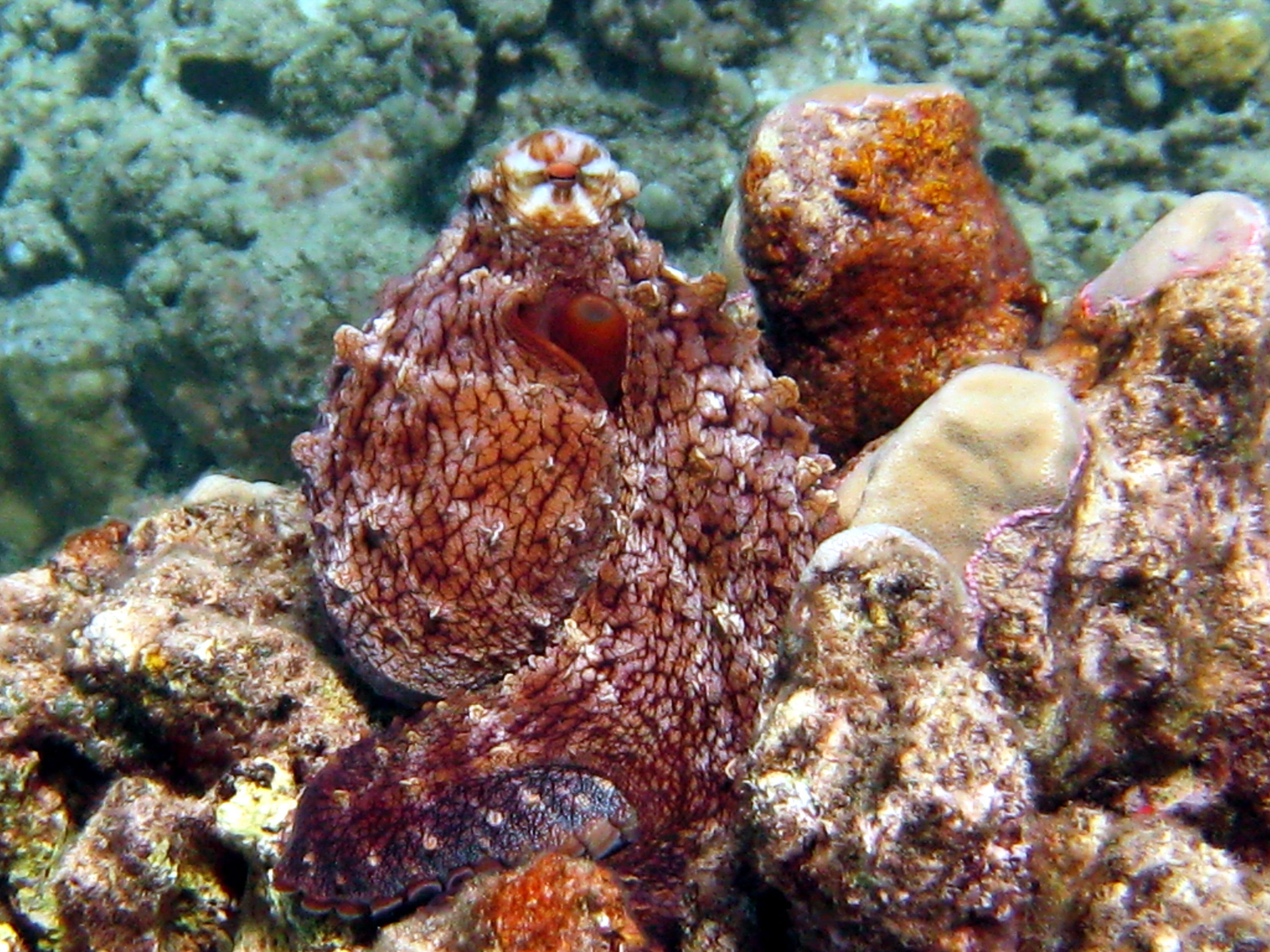 octo on reef