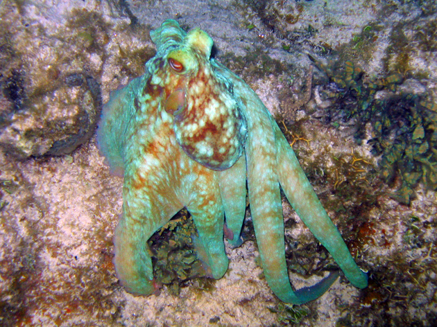 Octo on the night dive