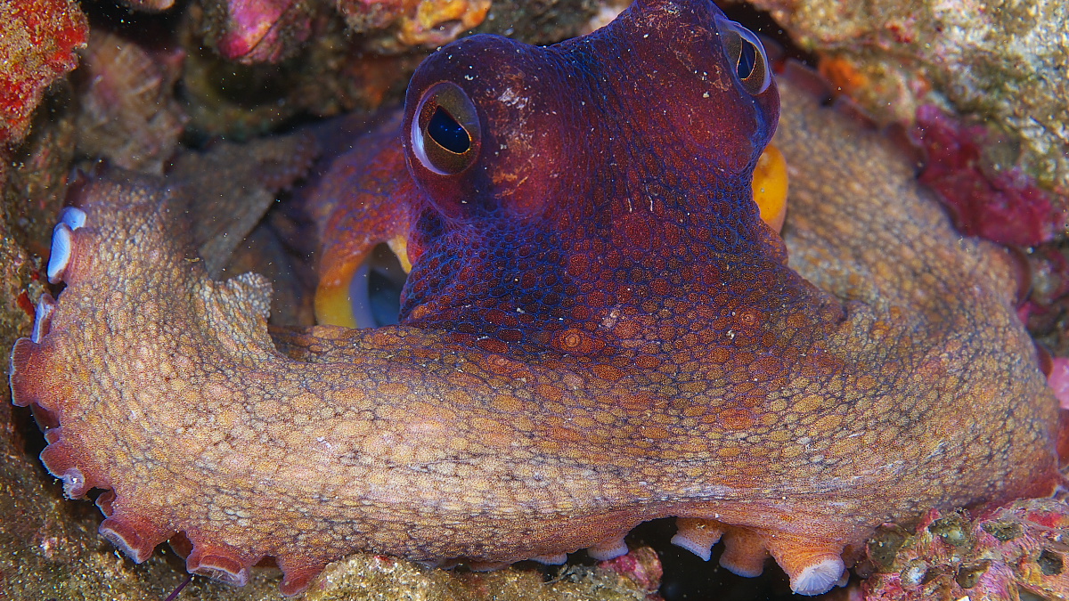 Octo_2011_07_09_02