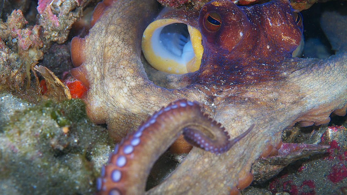 octo_2011_07_09_04