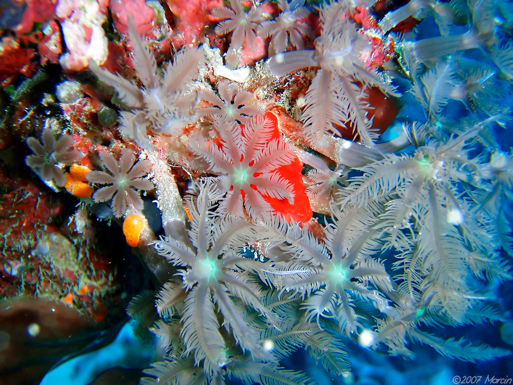 octocoral