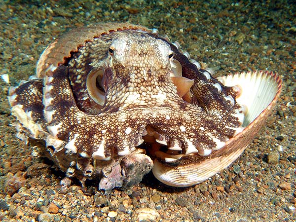 octointheshells