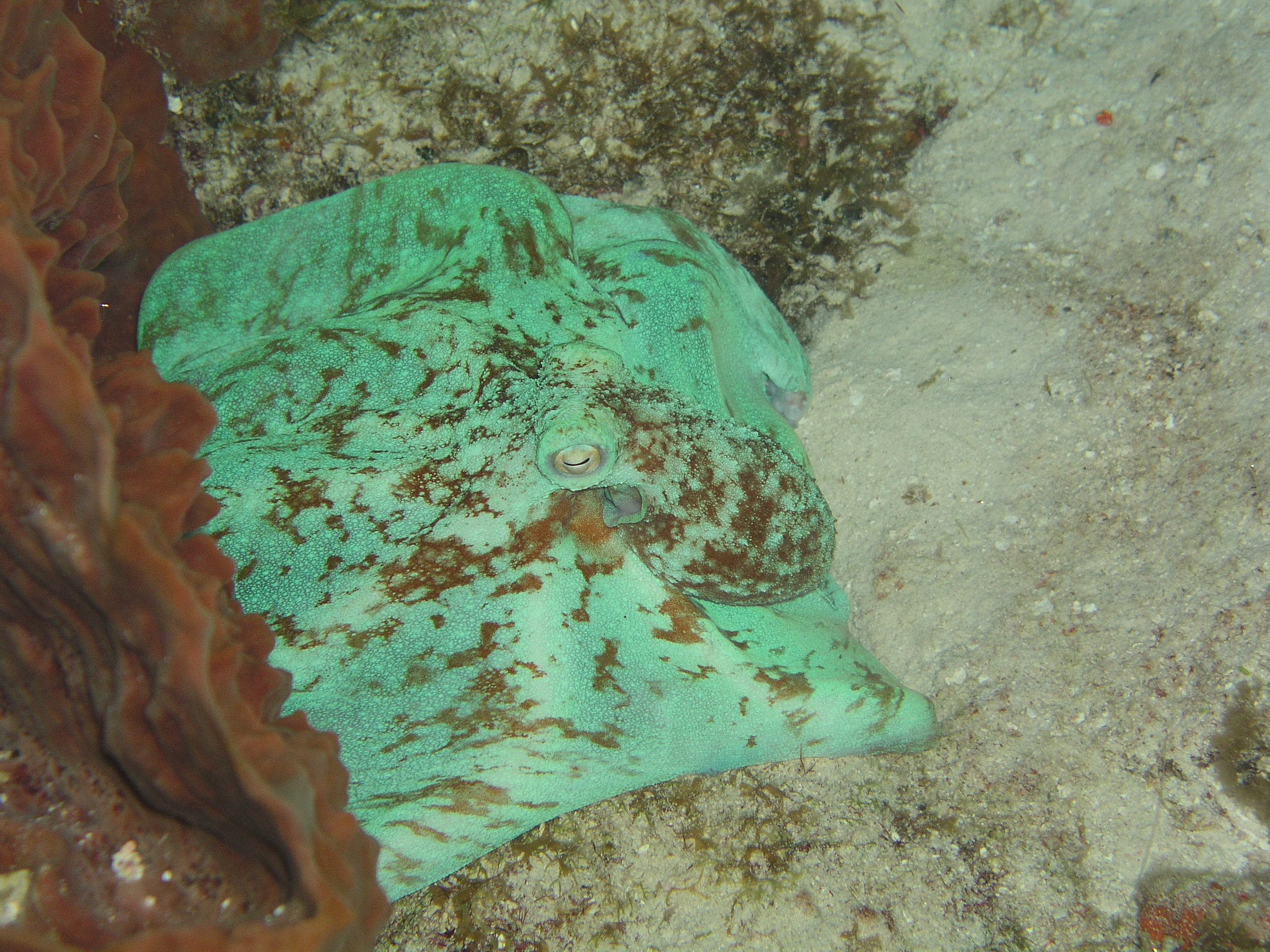 octopus 2