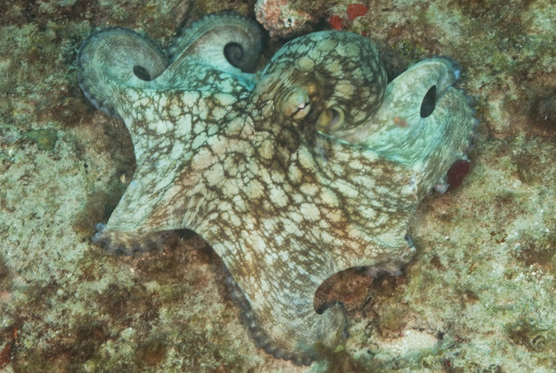 Octopus 2