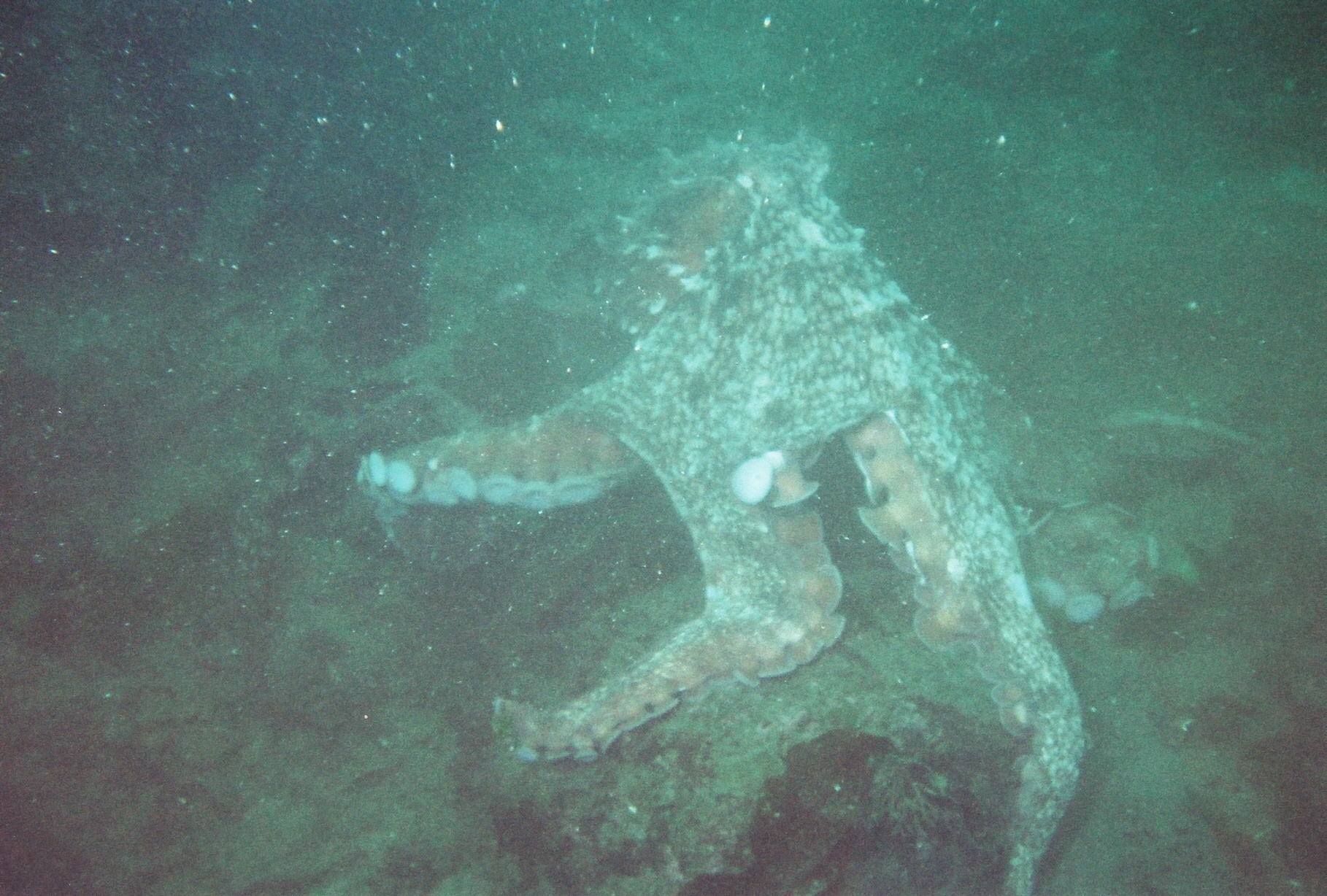 Octopus-4
