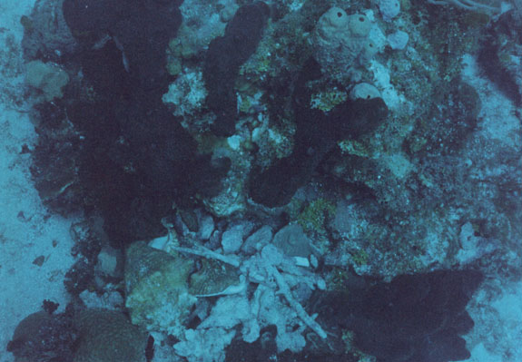 Octopus Acre, Roatan