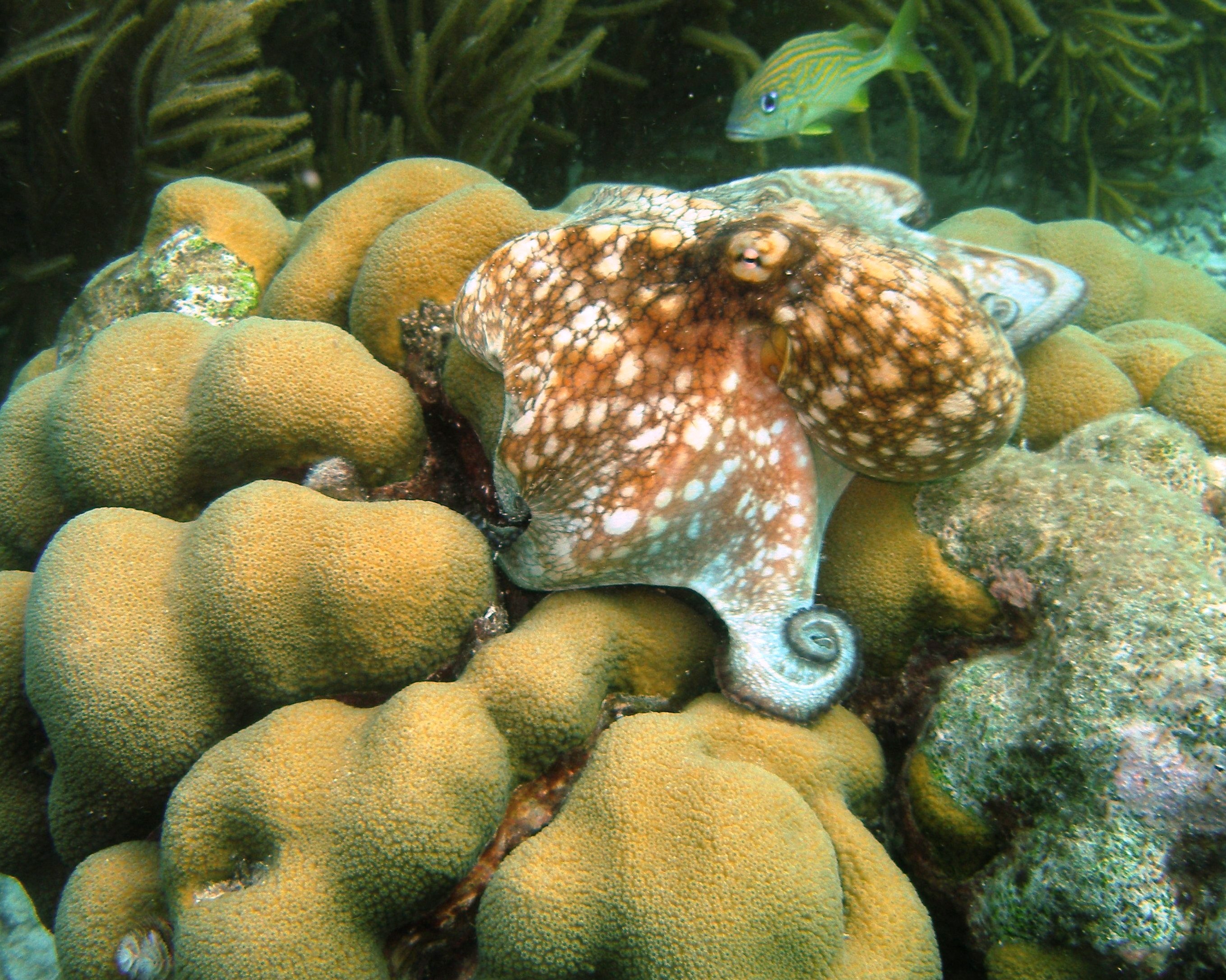 Octopus-Bonaire_