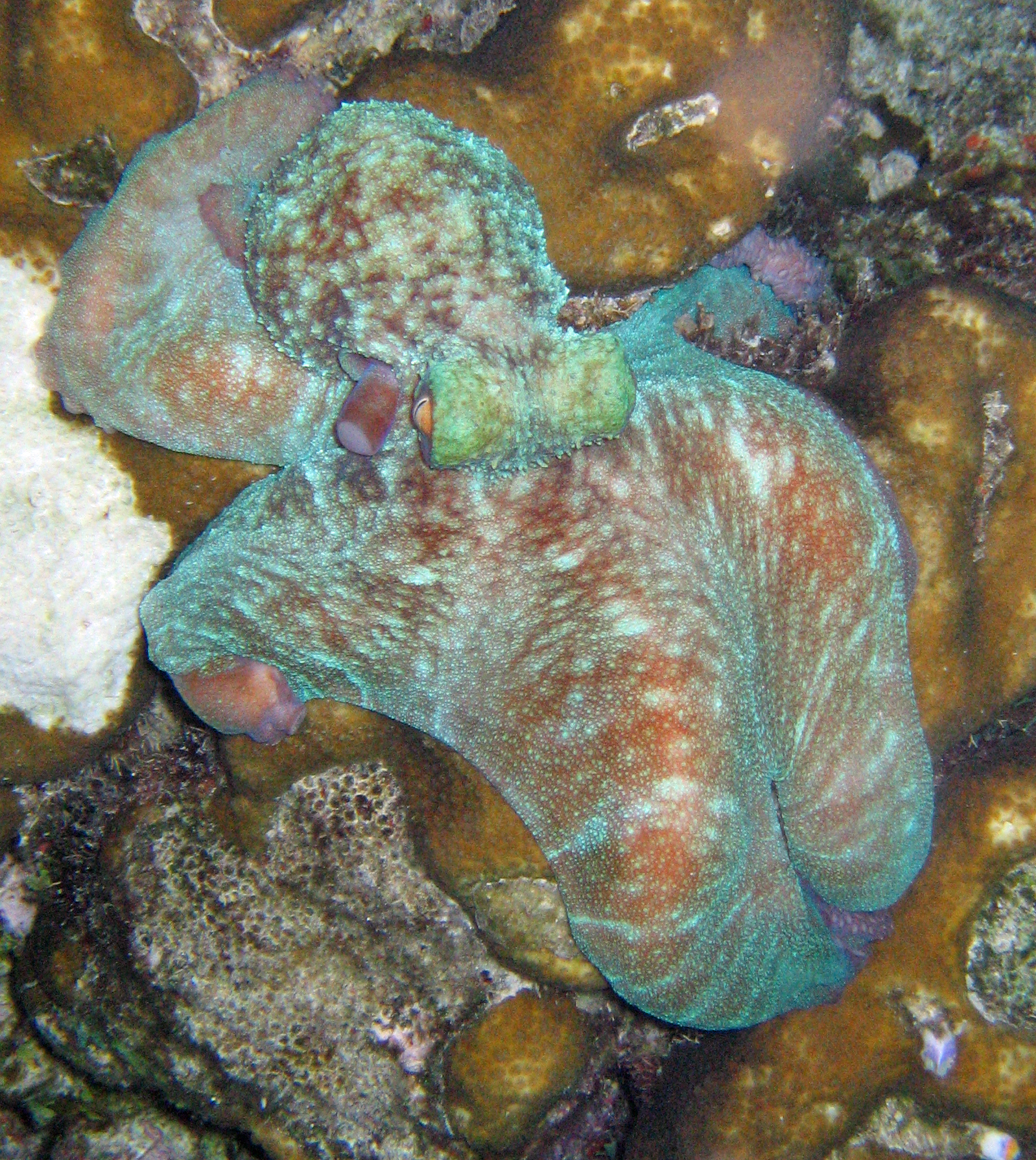 Octopus (Curacao )