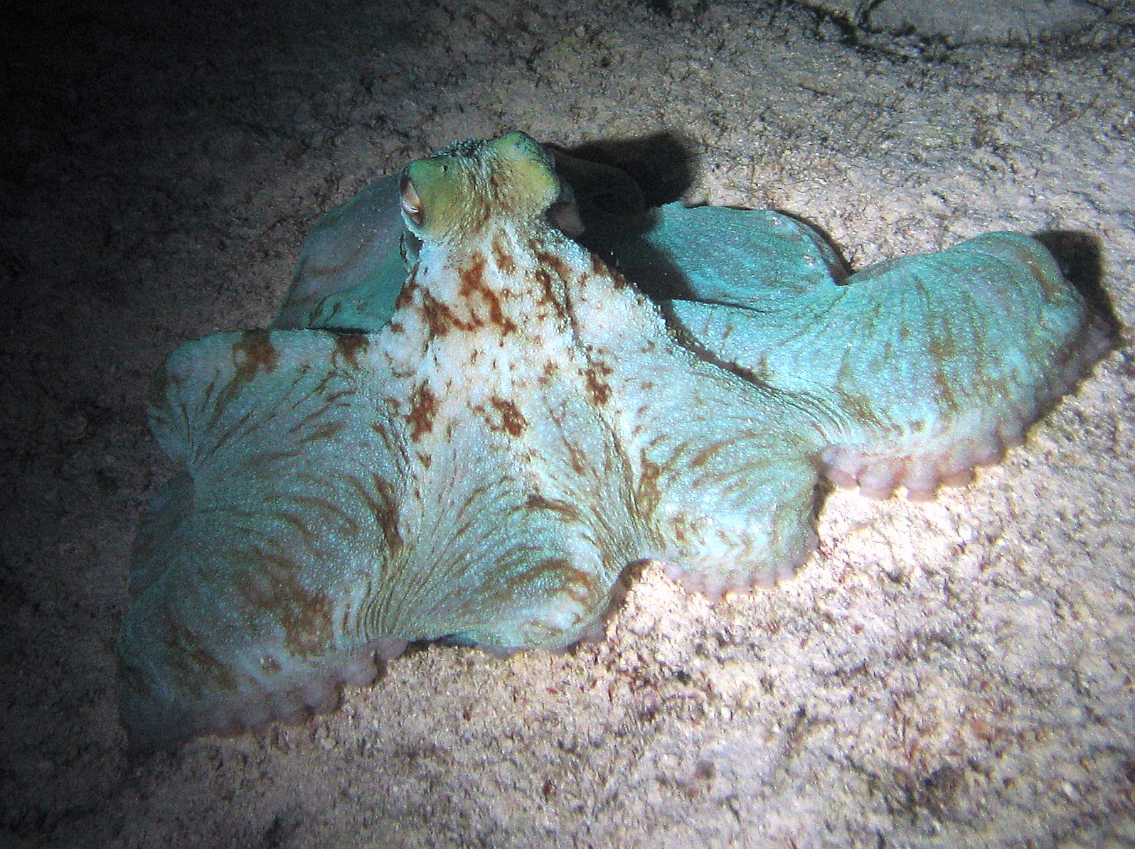 Octopus during night dive