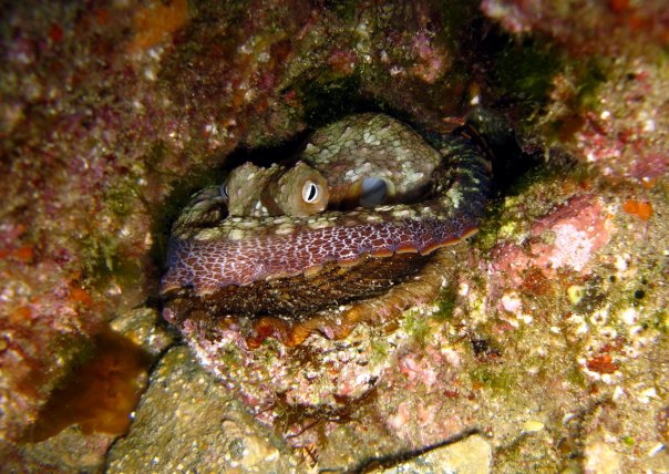 Octopus eating a Wavy Turbansnail