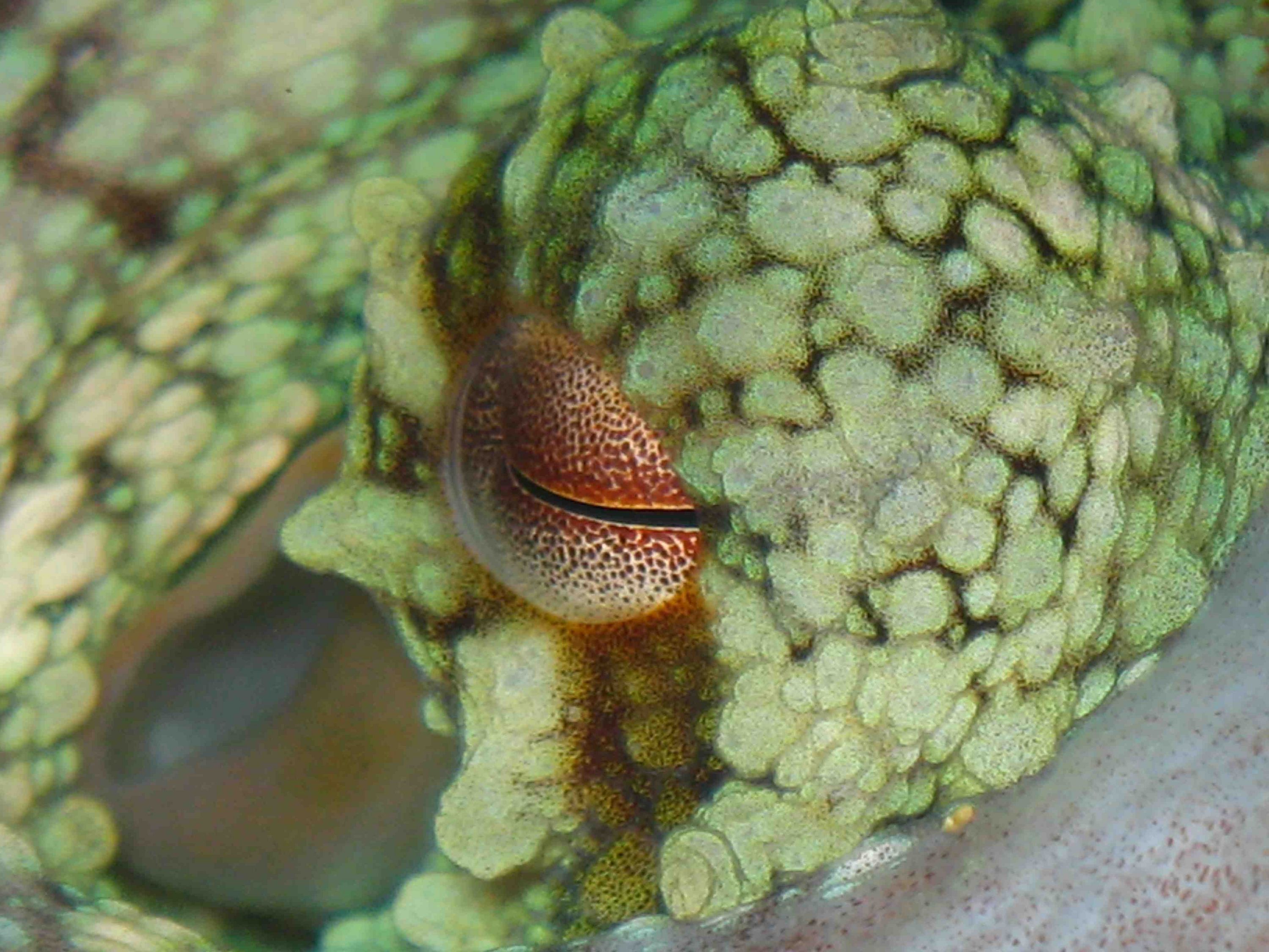 Octopus eye macro