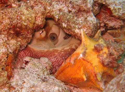 octopus eye