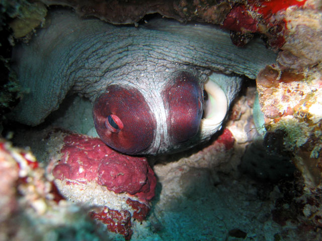 Octopus Eyes