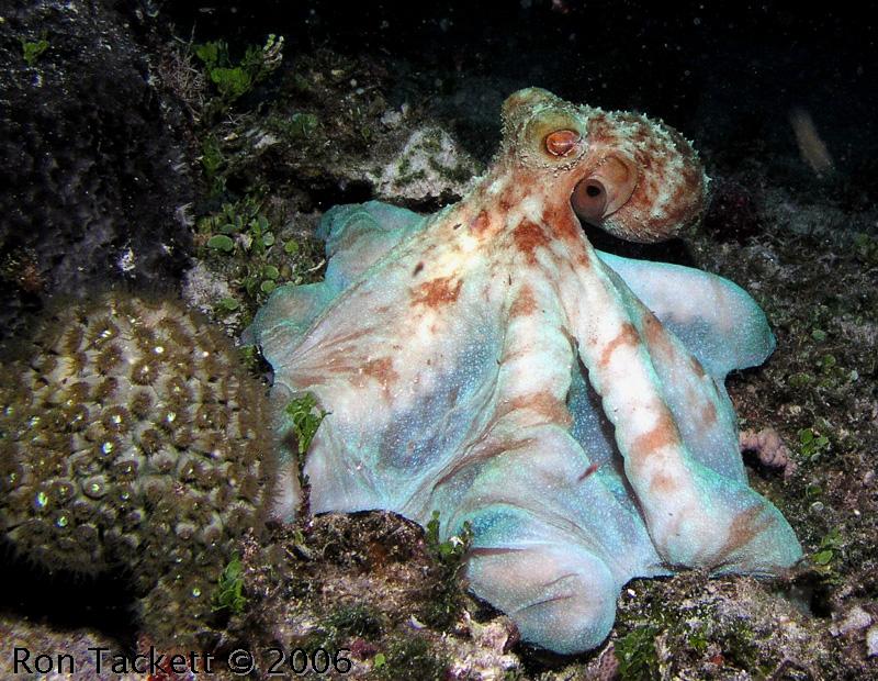 Octopus from night dive, Bahamas