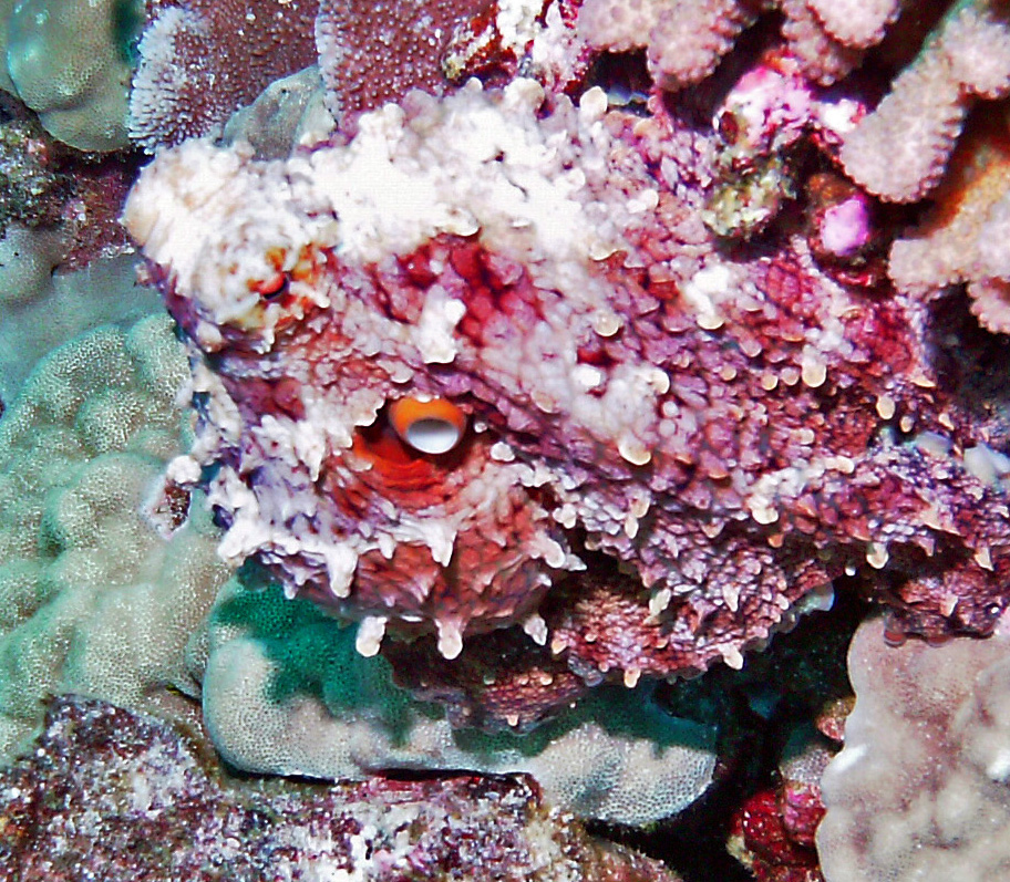 Octopus Hiding - Hee Mauli