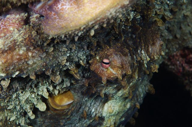 Octopus hiding out in some Elkhorn Coral