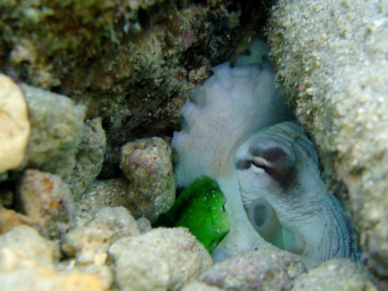 Octopus hiding