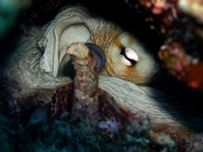 Octopus in it's hole