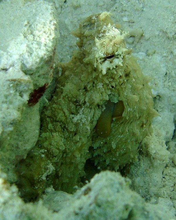 Octopus in Palau