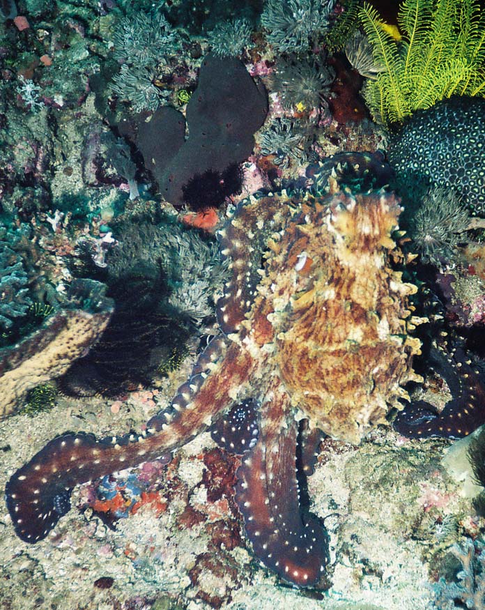 Octopus, Komodo