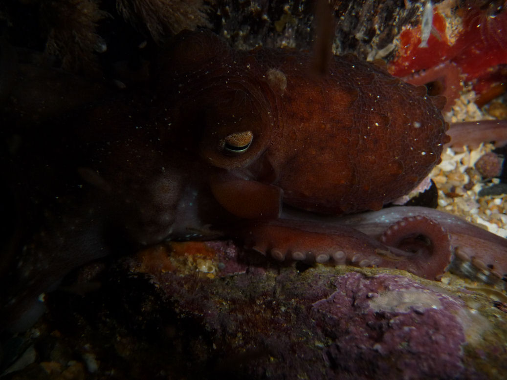 Octopus maorum (Maori Octopus)