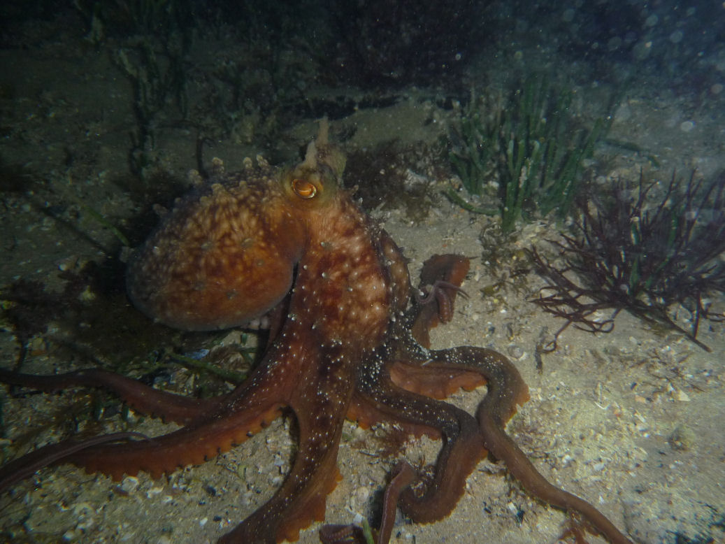 Octopus maorum (Maori Octopus)