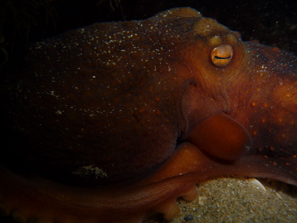 Octopus maorum (Maori Octopus)