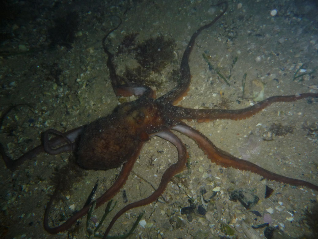 Octopus maorum (Maori Octopus)