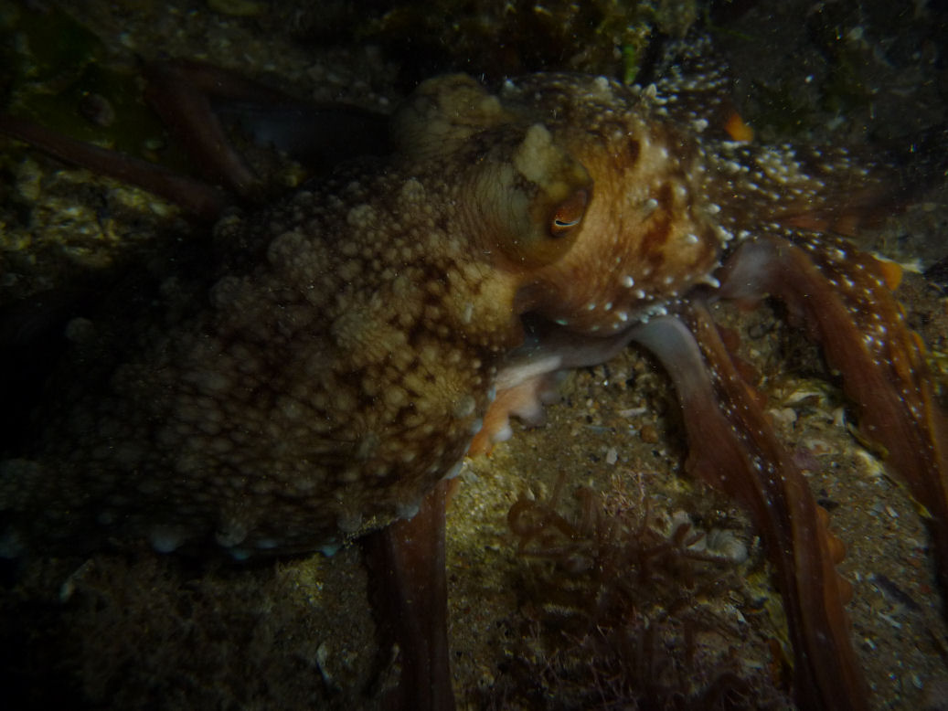 Octopus maorum (Maori Octopus)