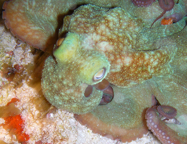 Octopus - May 2004 (Las Palmas)