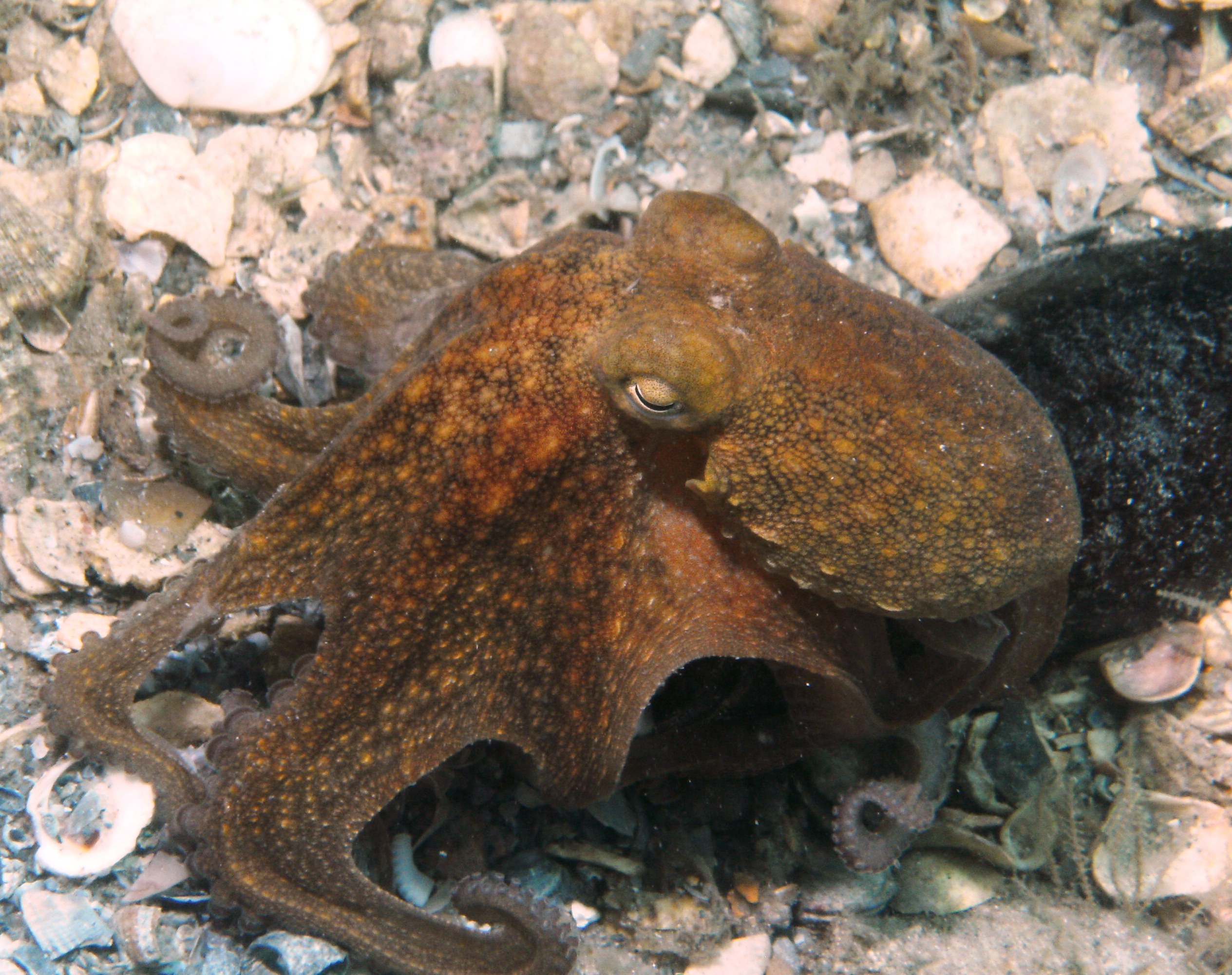 octopus near bottle at blue heron bridge