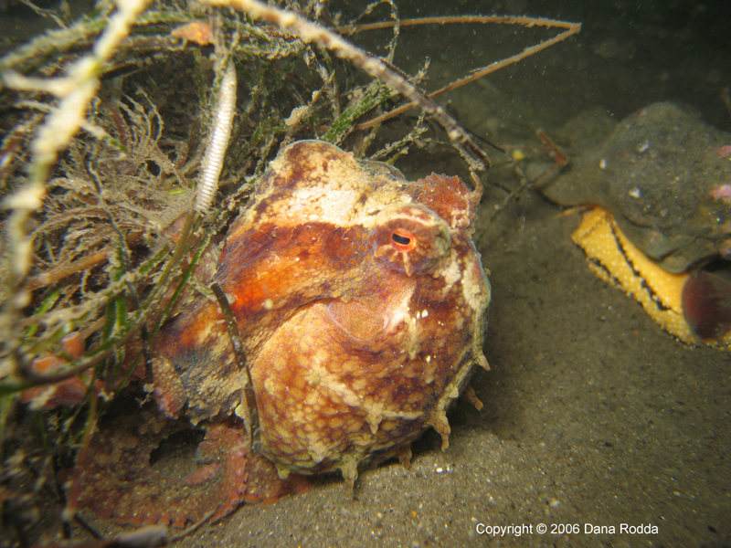 Octopus next to eel grass