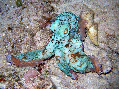 Octopus on Paradise Reef