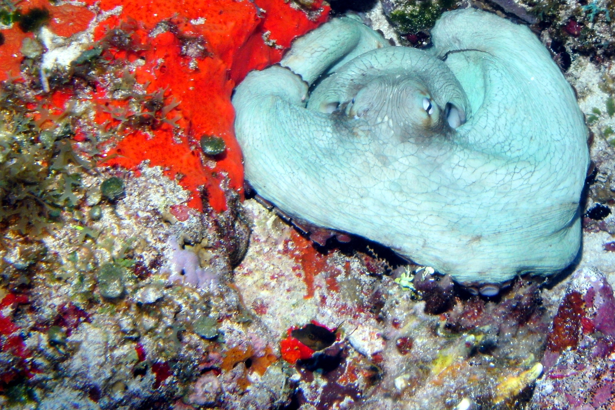 Octopus on San Juan Shallow in Cozumel