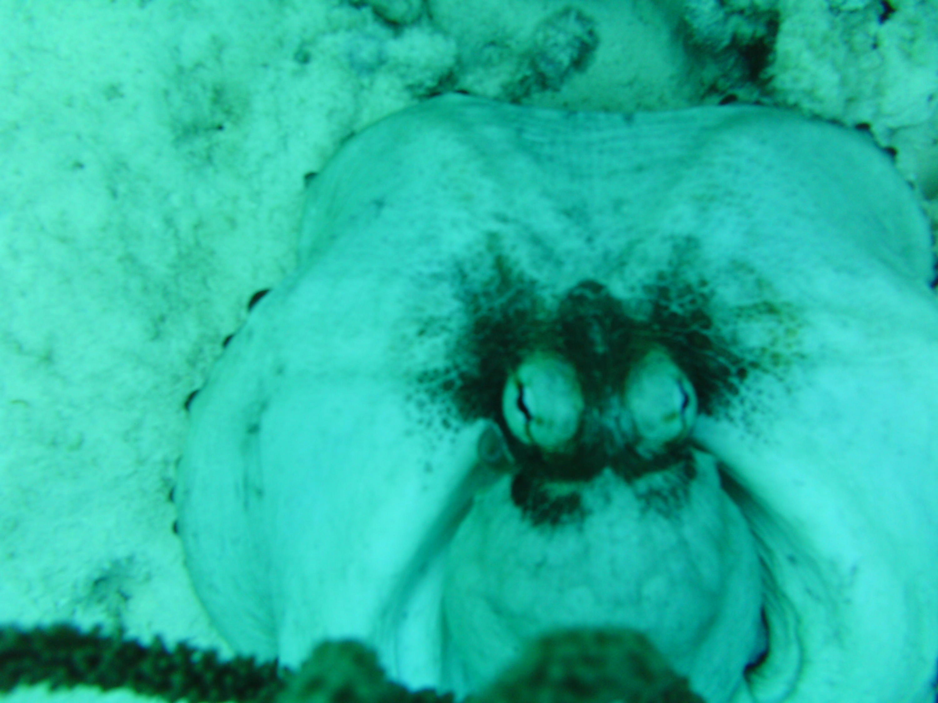 Octopus "puffing up" for the camera