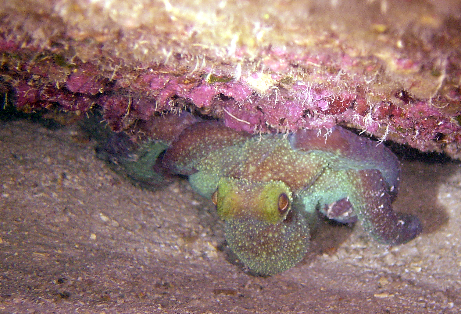 Octopus. Roatan, Honduras. October 2005