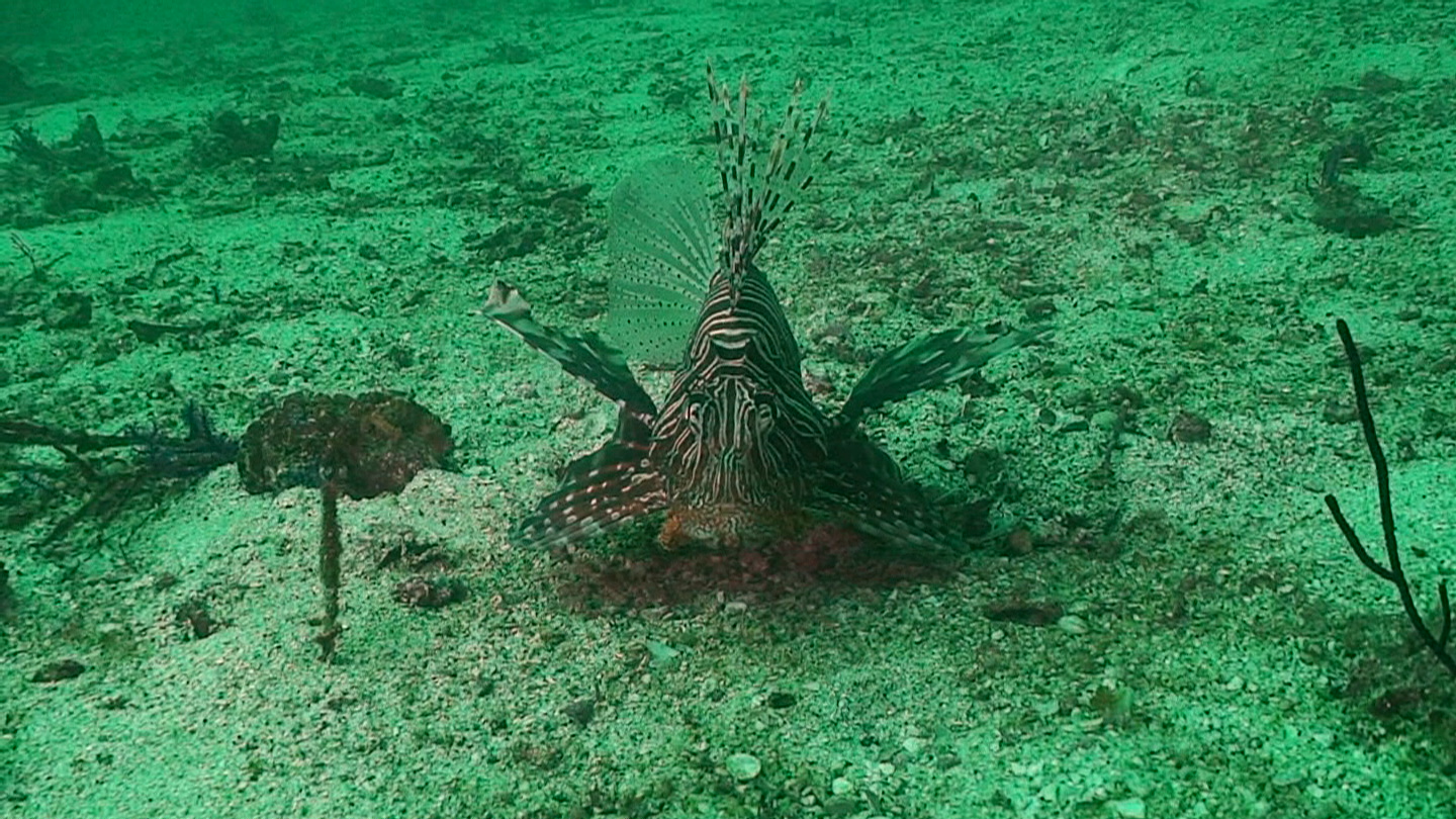 Octopus Rock &amp; Lima Island South, Musandam